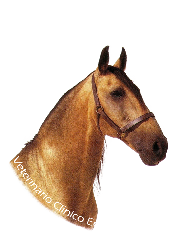 José Ramón Martín Santiago veterinario equino en Madrid