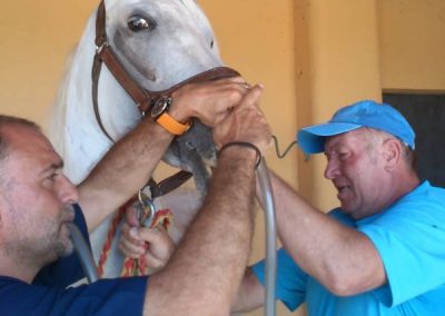 La respuesta rápida del veterinario ayuda a minimizar los riesgos de un cólico equino