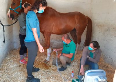 Estudiando las estructuras tendinosas mediante la ecografía en un caballo