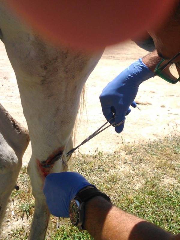 Heridas, cirugía de campo para caballos en Madrid, veterinario equino Jose Ramón Martín Santiago
