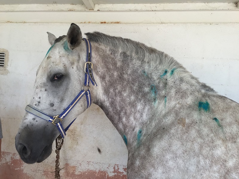 Medicina interna equina en Madrid, caballo conproblemas dermatológicos