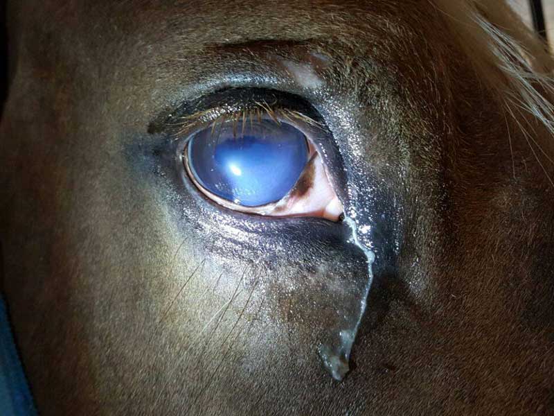 Lesiones oculares en caballos, heridas en ojos, úlceras...