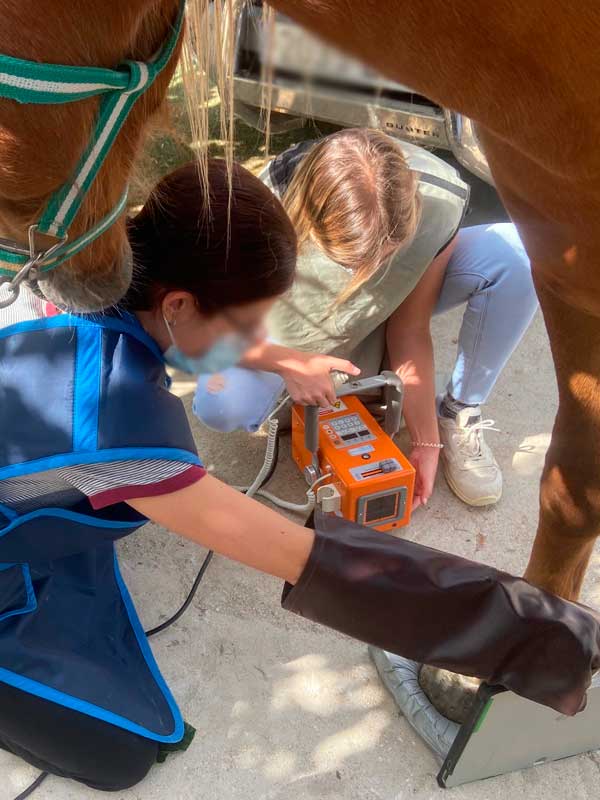 Servicio de radiología digital portátil en Veterinario equino Jose Ramón Martín Santiago en Madrid