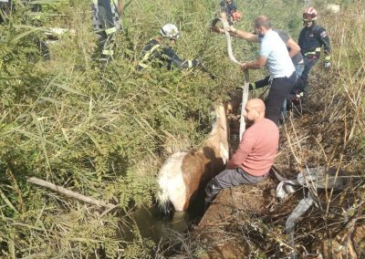 Una vez sedado y tranquilo se procece al rescate con mayor seguridad para todos