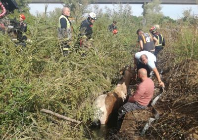 Los profesionales trabajan para rescatarlo de la acequia