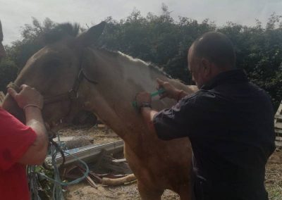 Comprobamos que todo está bien, aplicamos lo que el potro necesita y todo queda en un susto