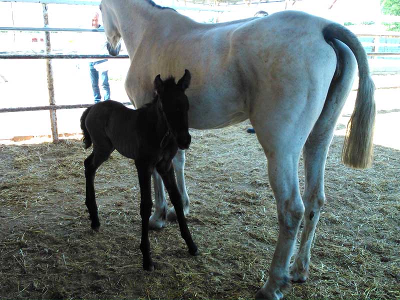 Veterinario de caballos en Madrid, servicio veterinario de reproducción equina