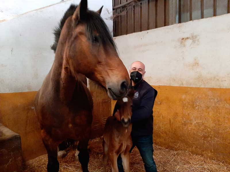 Veterinario de caballos en Madrid, servicio de reproducción equina