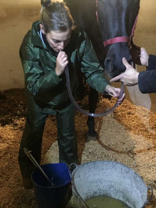 El cólico equino es una urgencia veterinaria, llama a tu veterinario de caballos en Madrid Ramón Martín Santiago