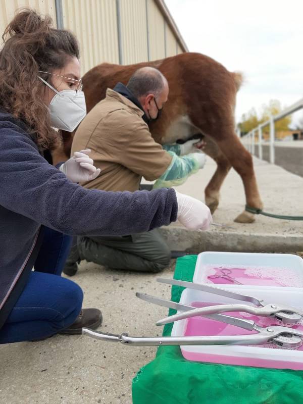 Cursos de formación en clínica ambulante de équidos para estudiantes de veterinaria